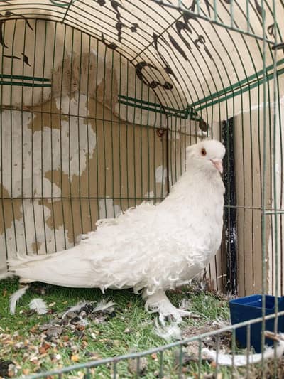 Frill back pigeons, price per pair 4,000