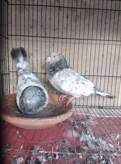 high qualti pigeon