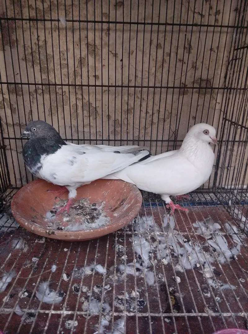high qualti pigeon — photo 2