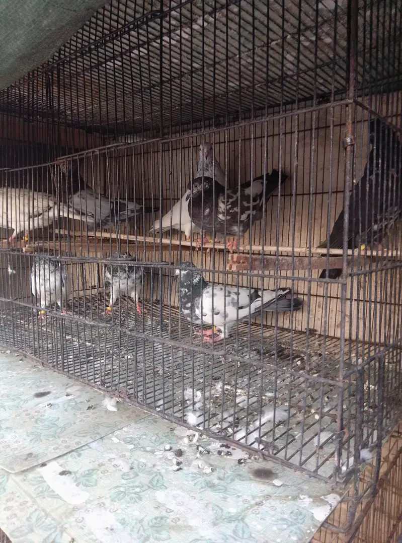 high qualti pigeon — photo 3