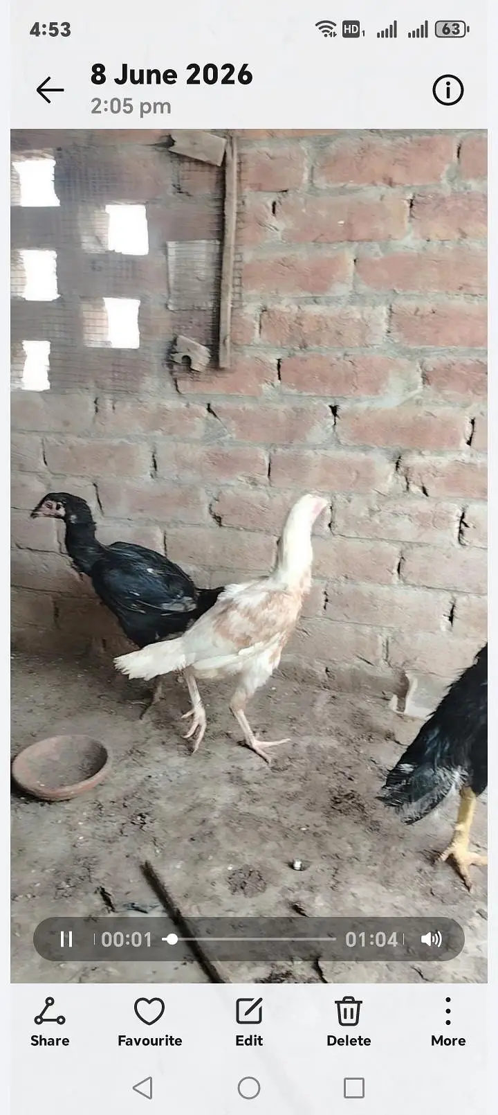 aseel female s — photo 3