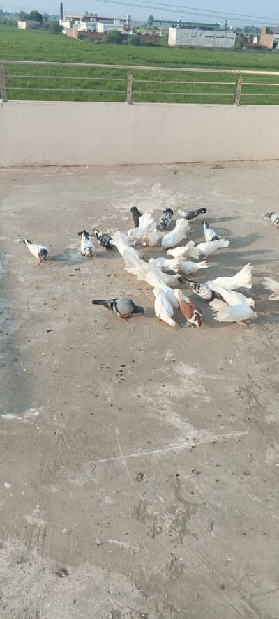 Luckay white pigeons