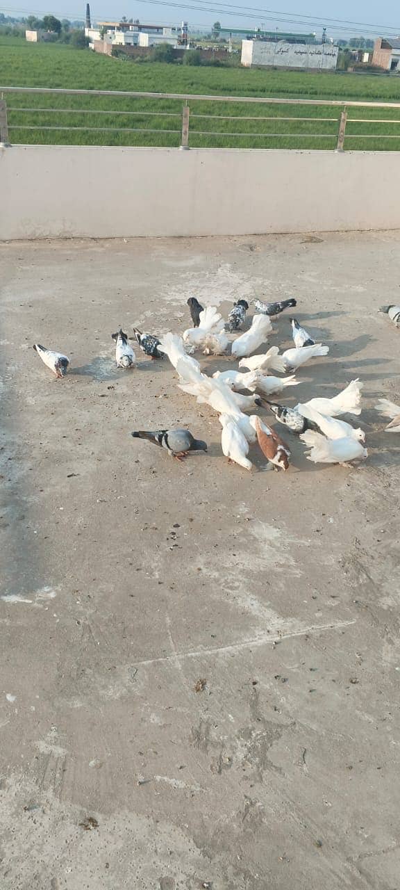 Luckay white pigeons 0