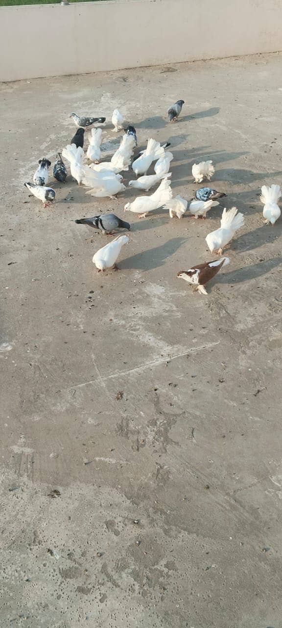 Luckay white pigeons 1