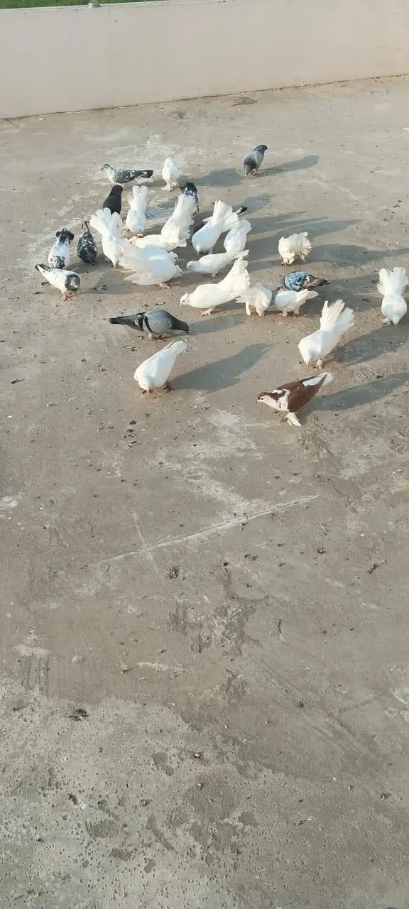 Luckay white pigeons — photo 2