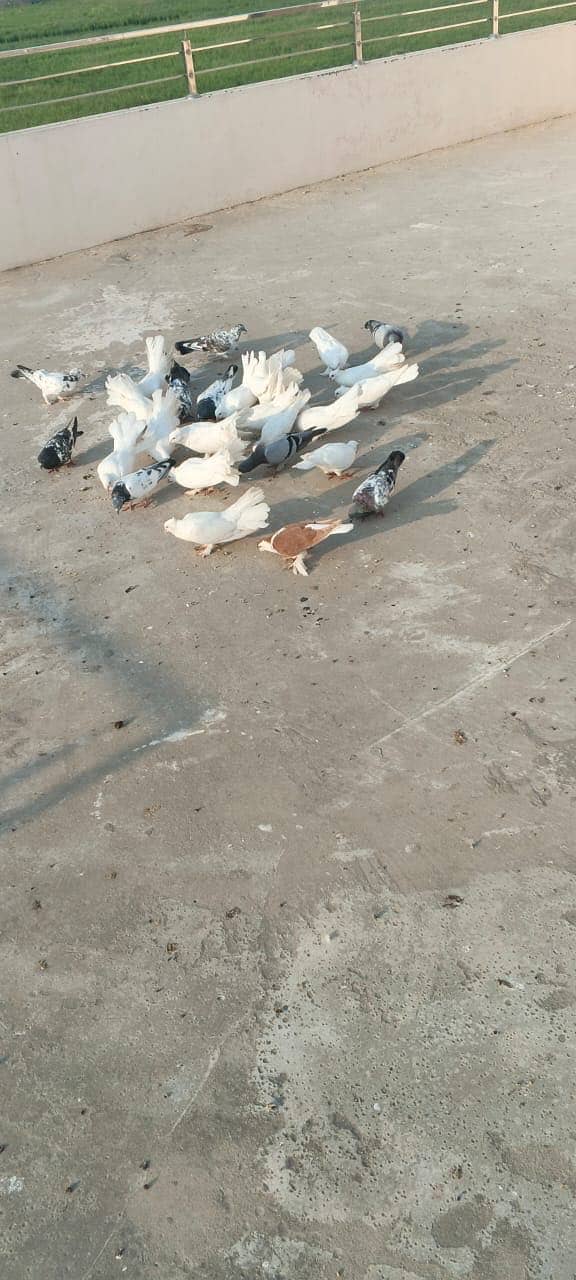 Luckay white pigeons 2