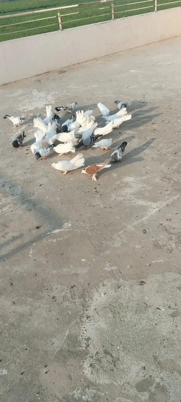 Luckay white pigeons — photo 3