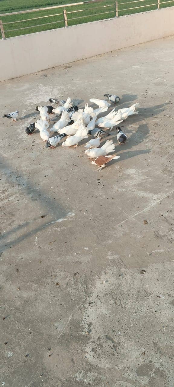 Luckay white pigeons 3