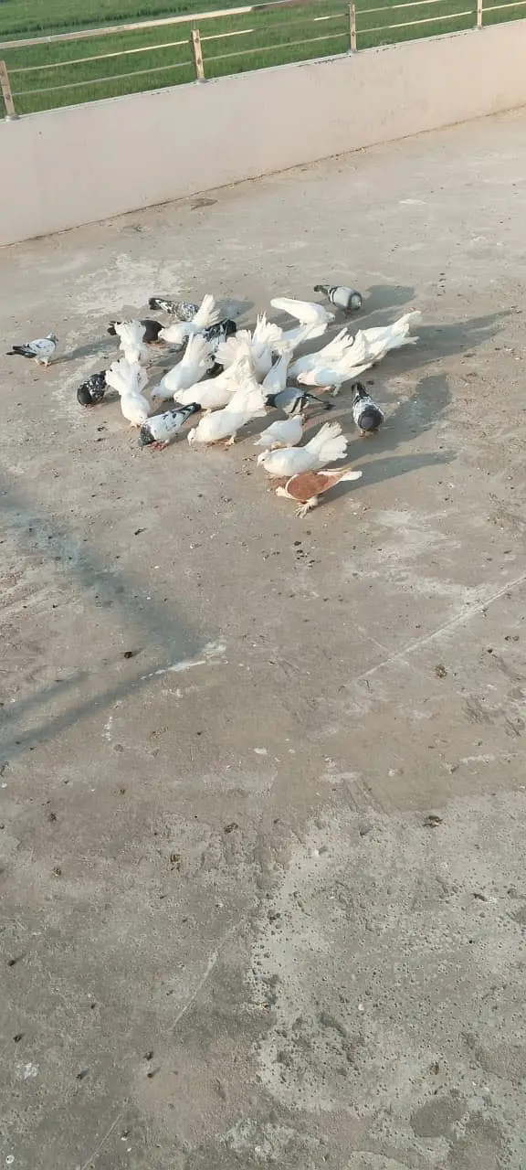 Luckay white pigeons — photo 4