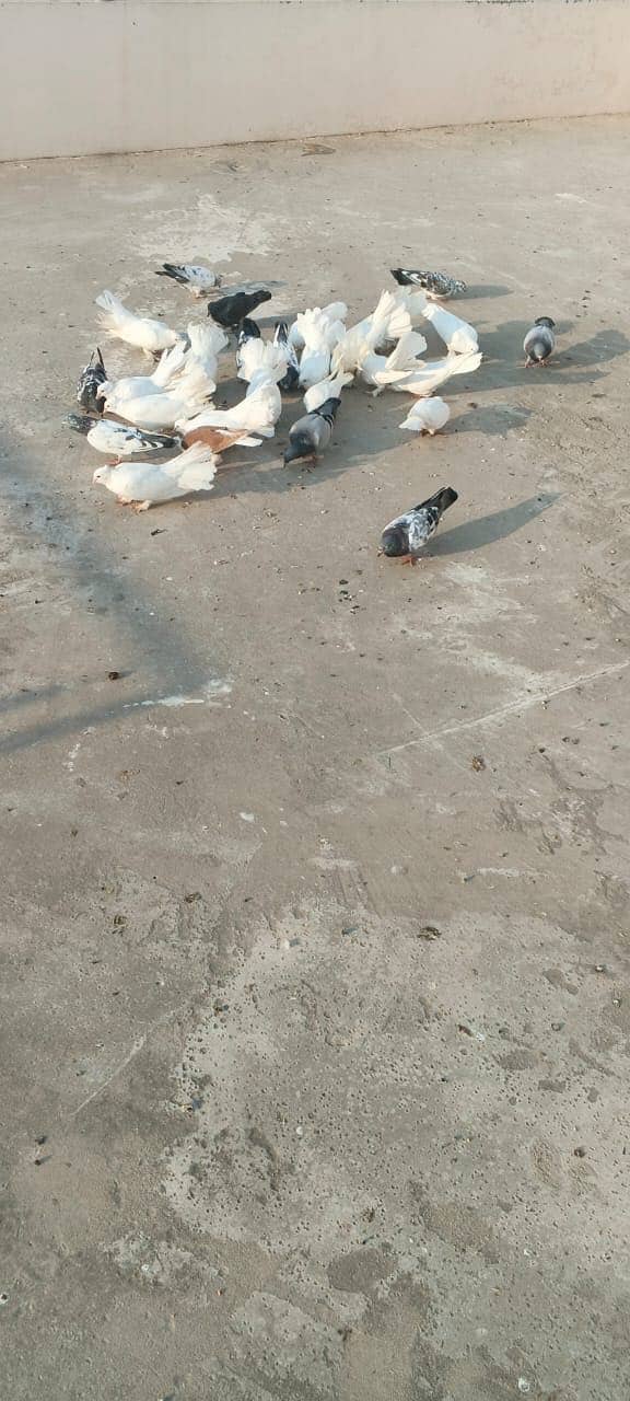 Luckay white pigeons 4