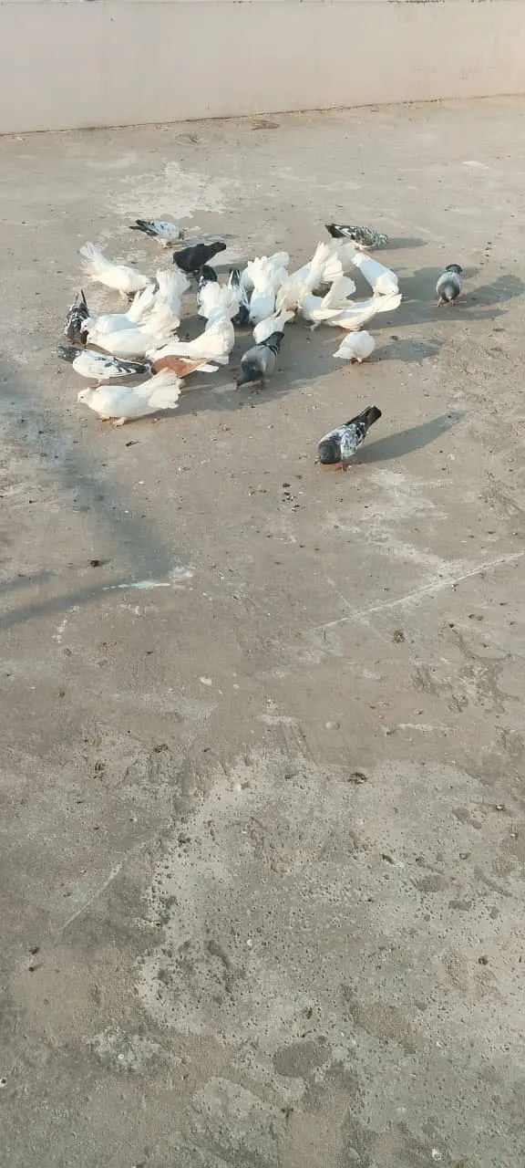 Luckay white pigeons — photo 5
