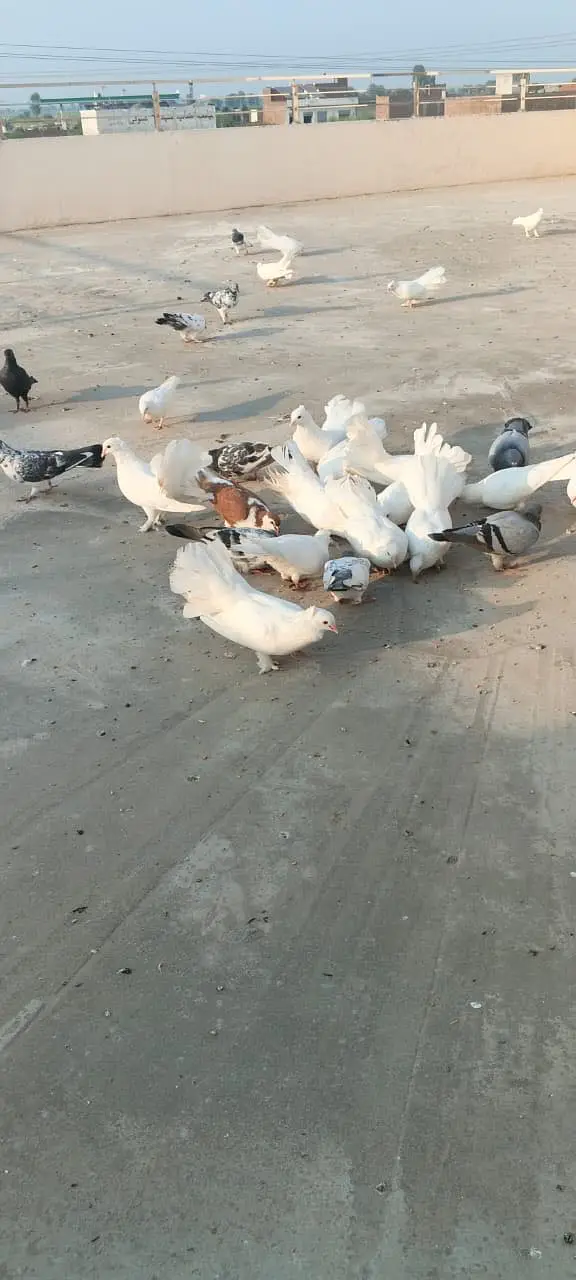 Luckay white pigeons — photo 6