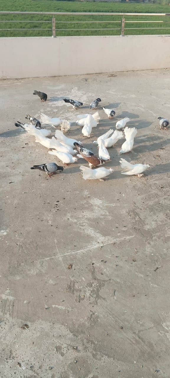 Luckay white pigeons 6
