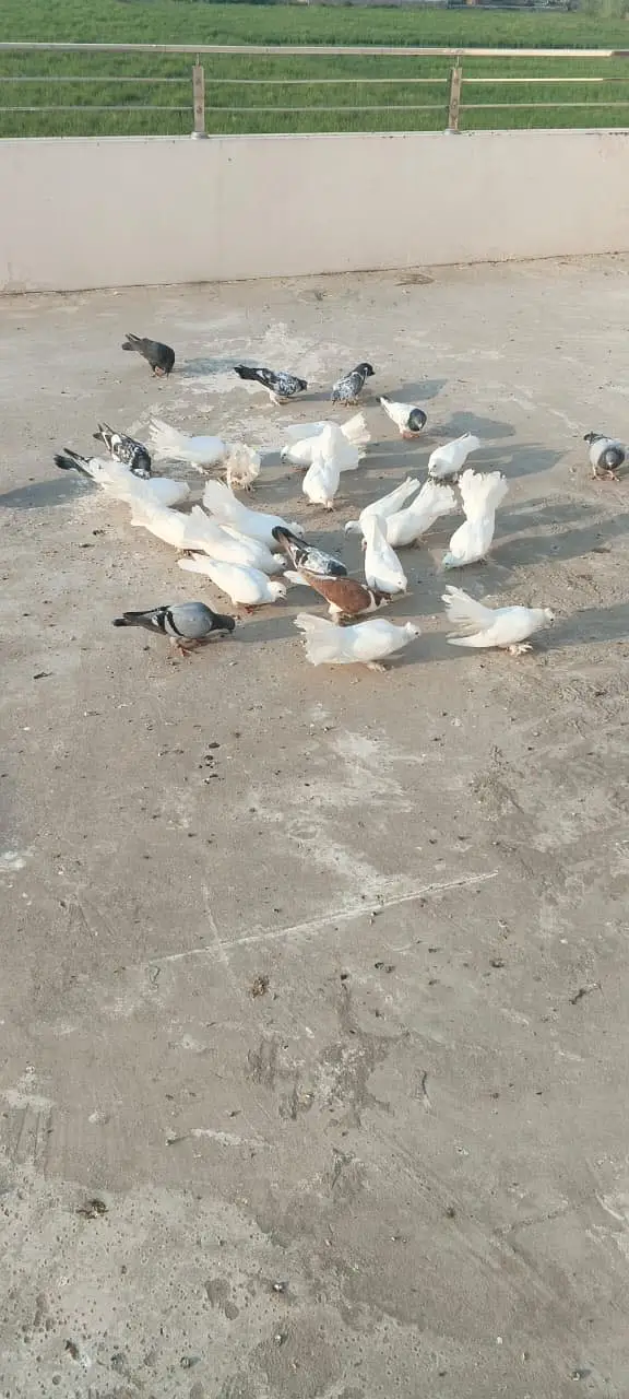 Luckay white pigeons — photo 7