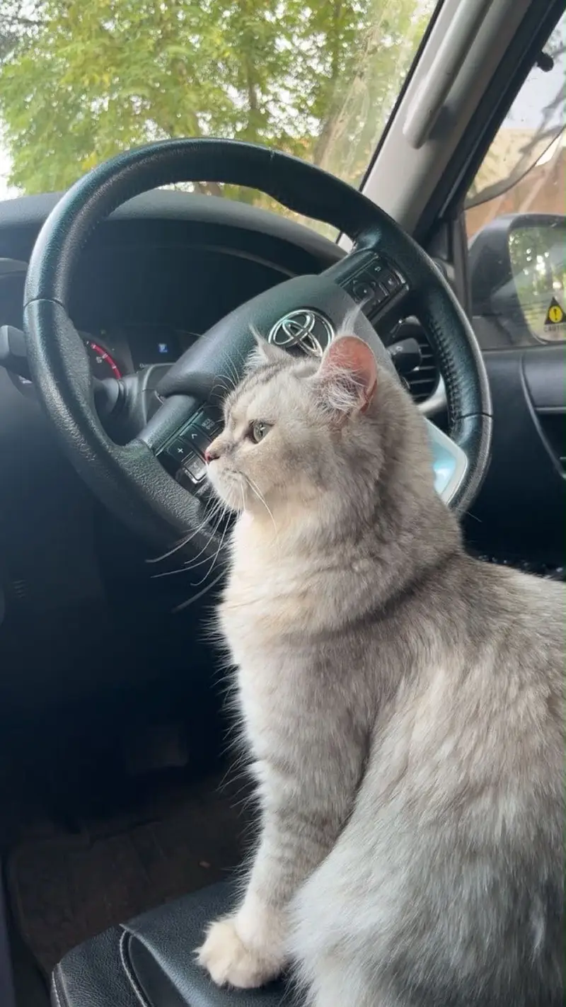 Persian cat for sale — photo 3