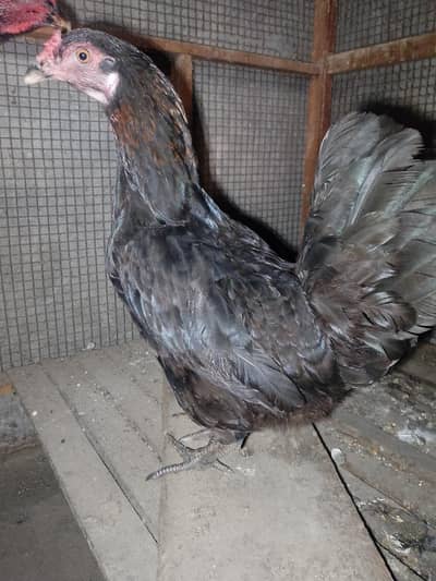 Aseel Black Breeder Female For sale