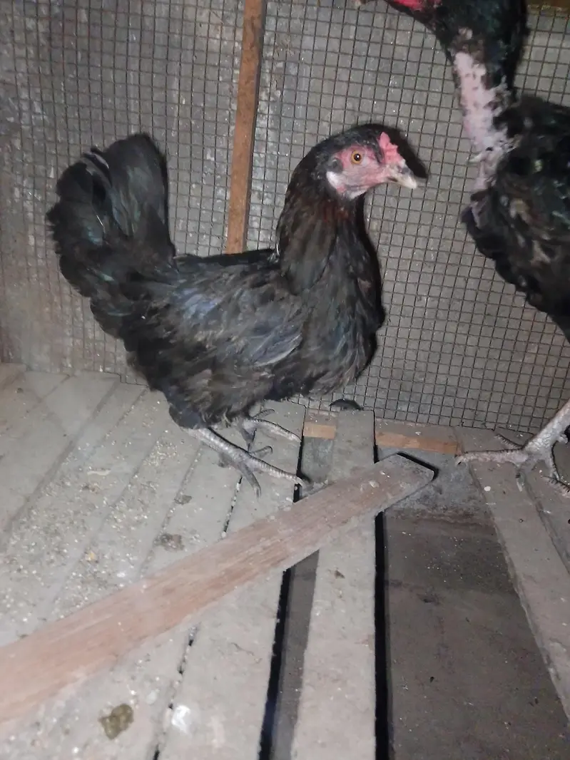 Aseel Black Breeder Female For sale — photo 2
