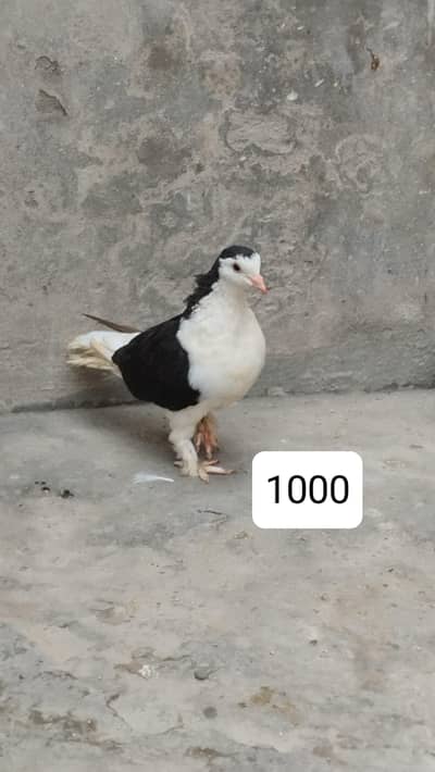 pigeons available