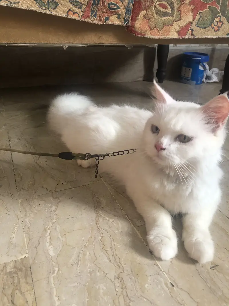 Persian kittens family 3 kids — photo 2