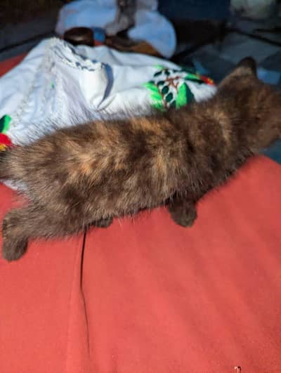 Bahar ki Billi