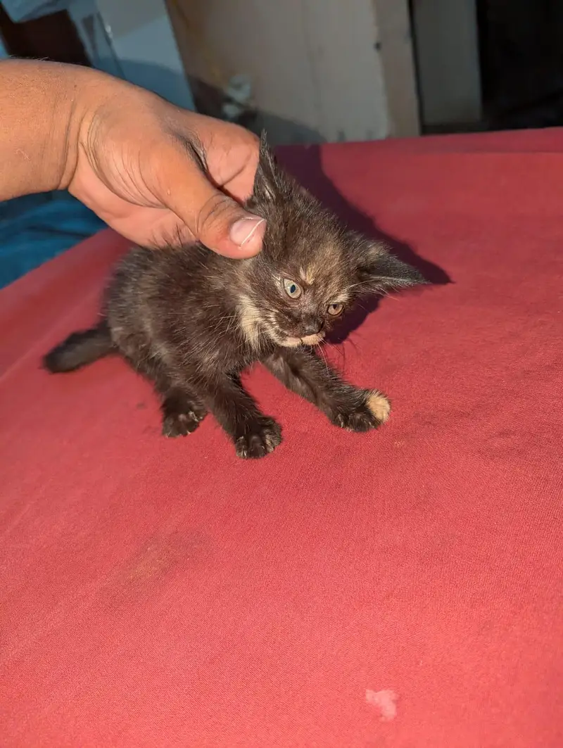 Bahar ki Billi — photo 2