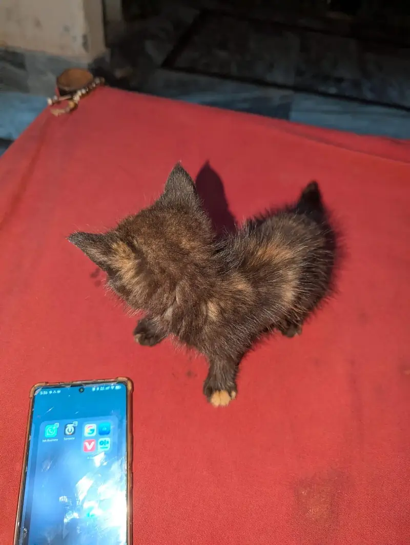 Bahar ki Billi — photo 3