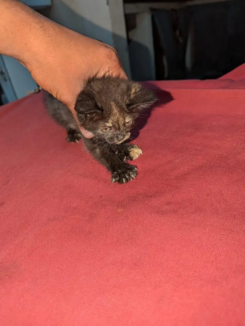 Bahar ki Billi — photo 4
