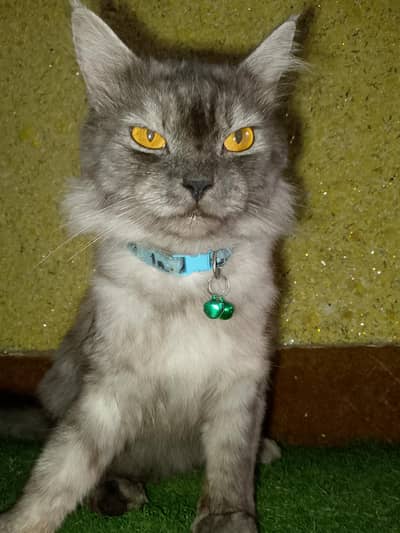 Beautiful Grey Long-Hair male Cat for Sale