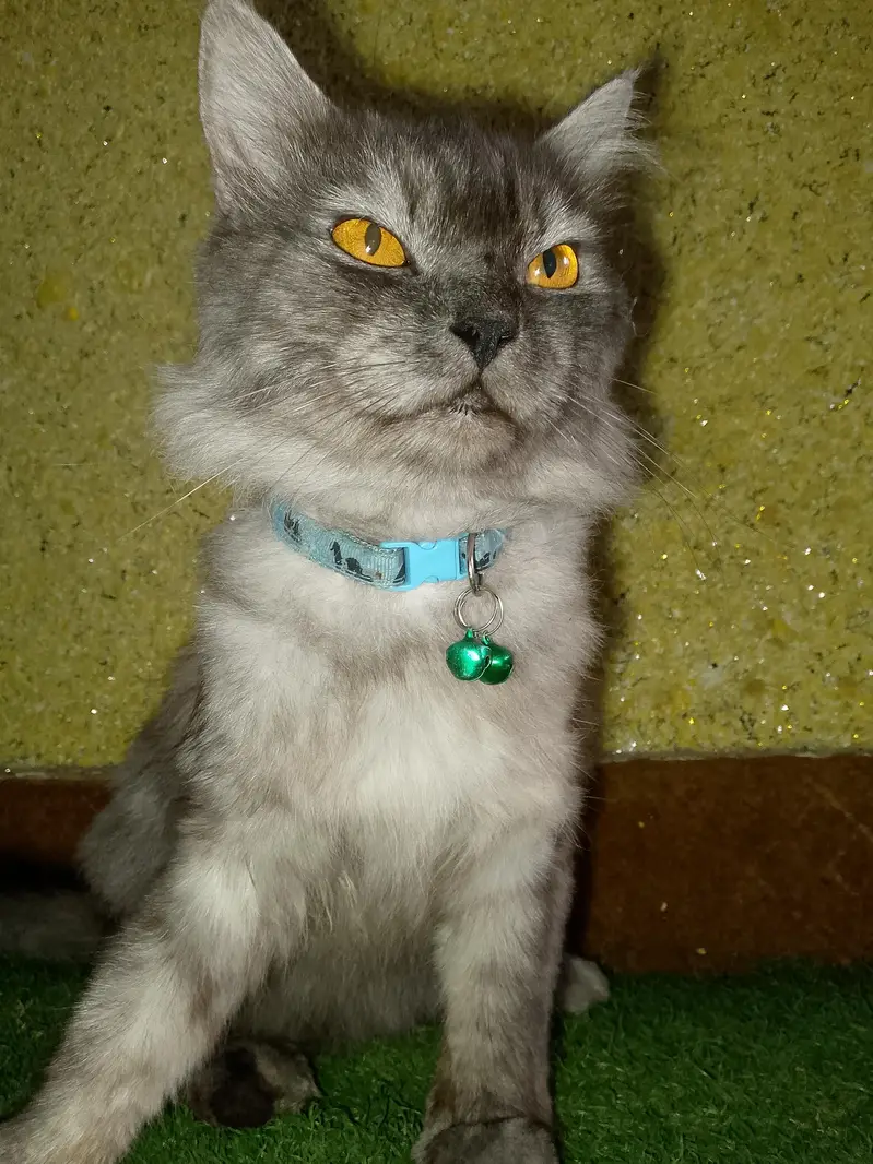 Beautiful Grey Long-Hair male Cat for Sale — photo 2
