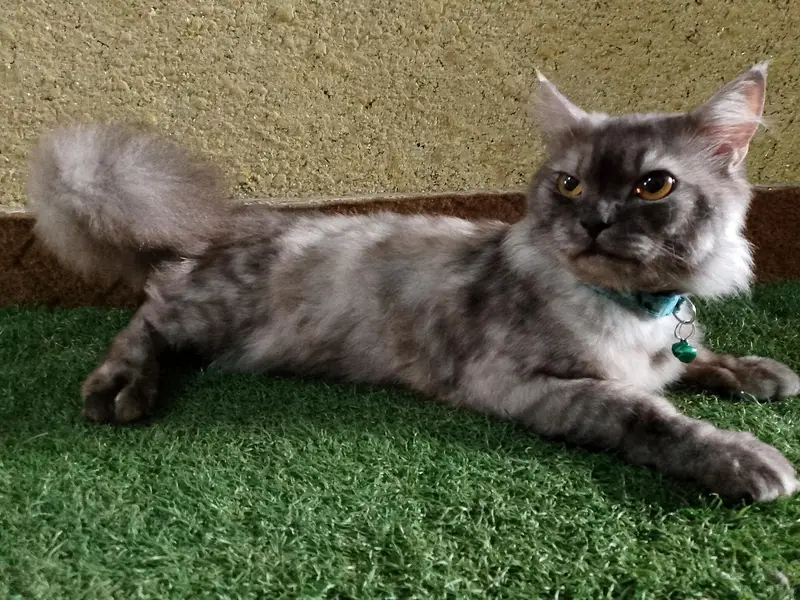 Beautiful Grey Long-Hair male Cat for Sale — photo 3