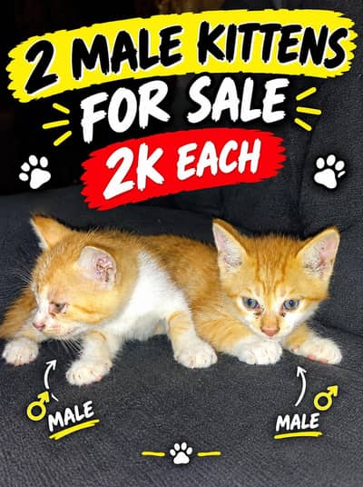 2 male  kitten for sale single coat