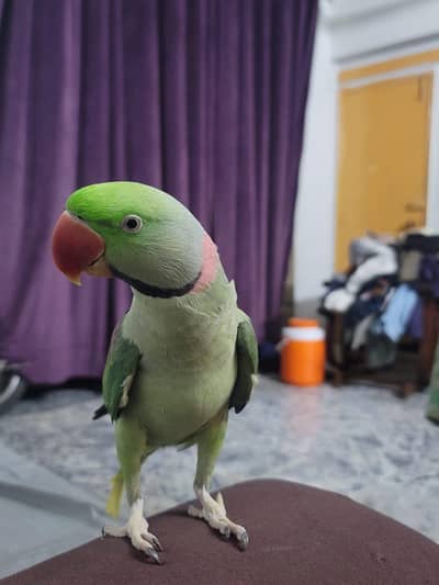 Male Alexandrine Raw Parrot 15 Months | Hand Tame | Talking