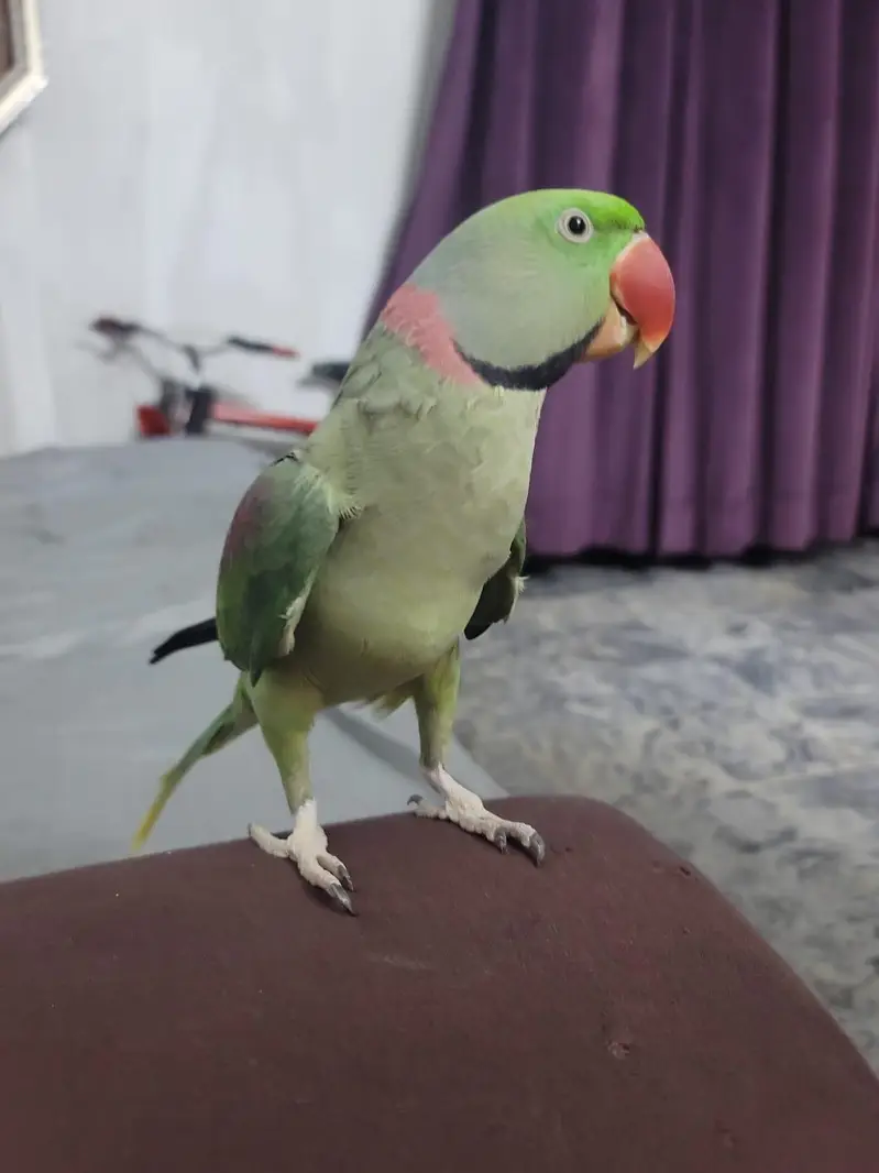 Male Alexandrine Raw Parrot 15 Months | Hand Tame | Talking — photo 2