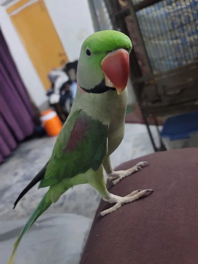Male Alexandrine Raw Parrot 15 Months | Hand Tame | Talking — photo 3