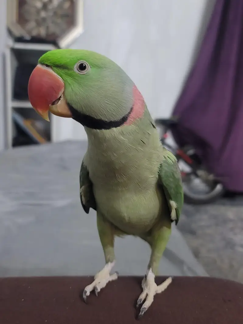 Male Alexandrine Raw Parrot 15 Months | Hand Tame | Talking — photo 4