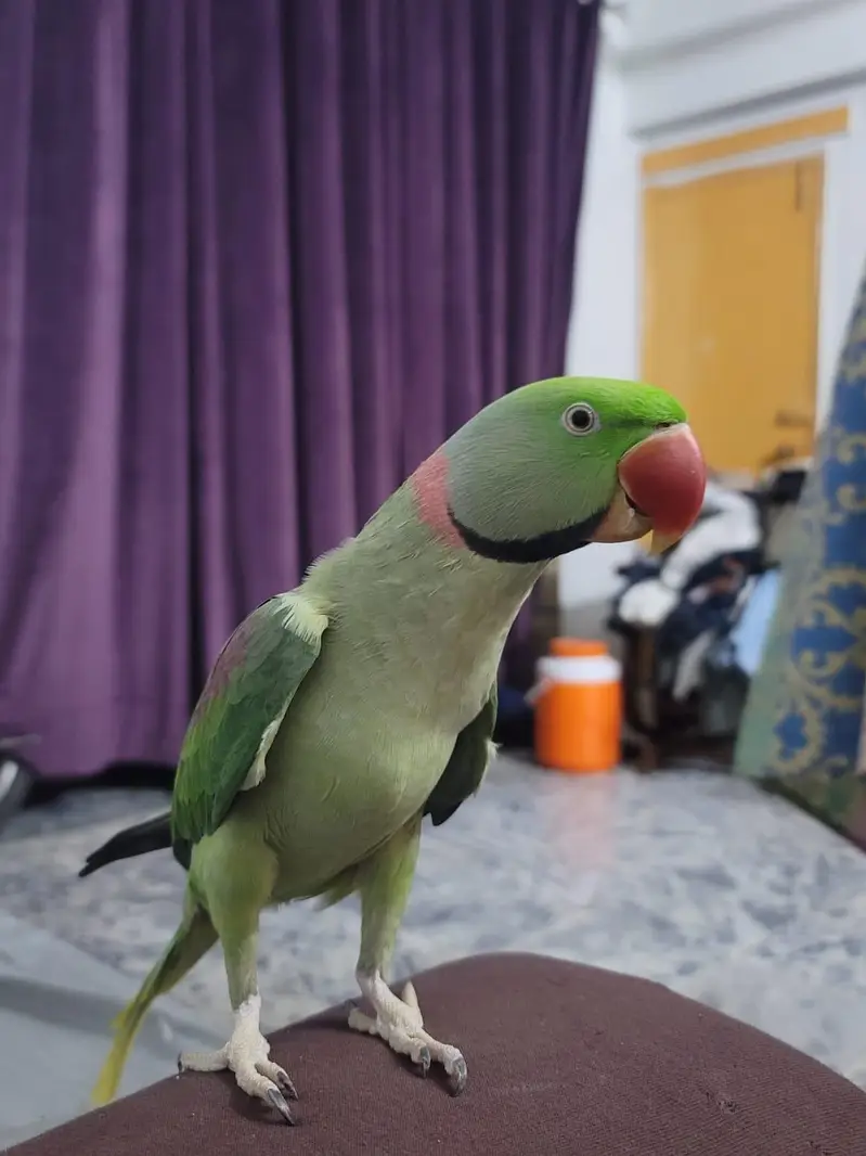 Male Alexandrine Raw Parrot 15 Months | Hand Tame | Talking — photo 5