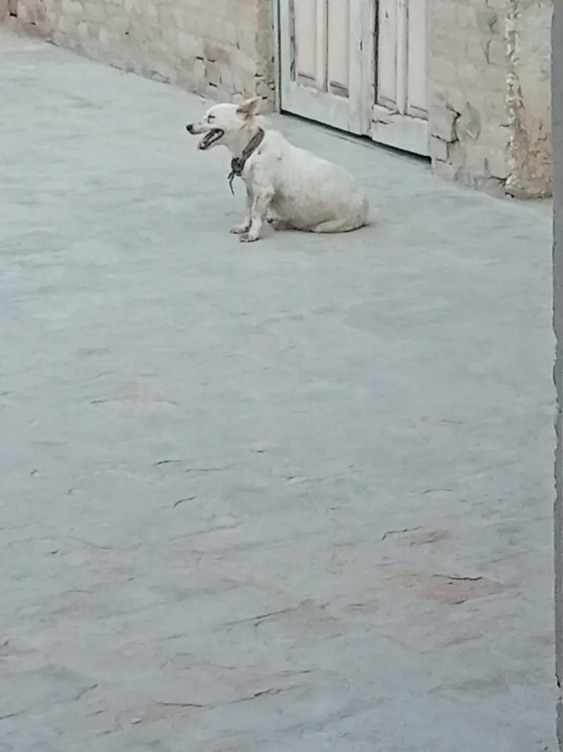 banti — photo 2