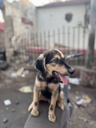 German Shepherd