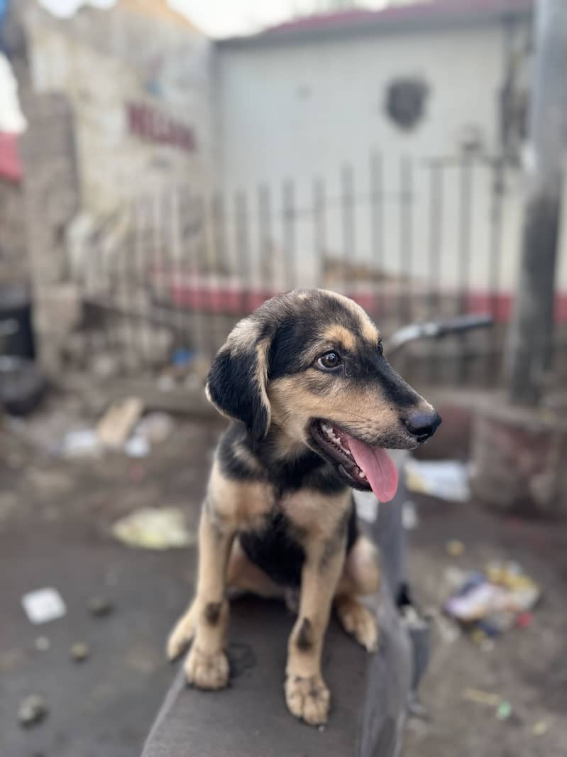 German Shepherd 0