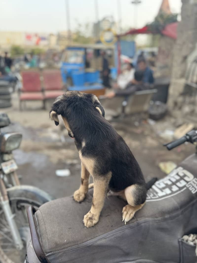 German Shepherd 2