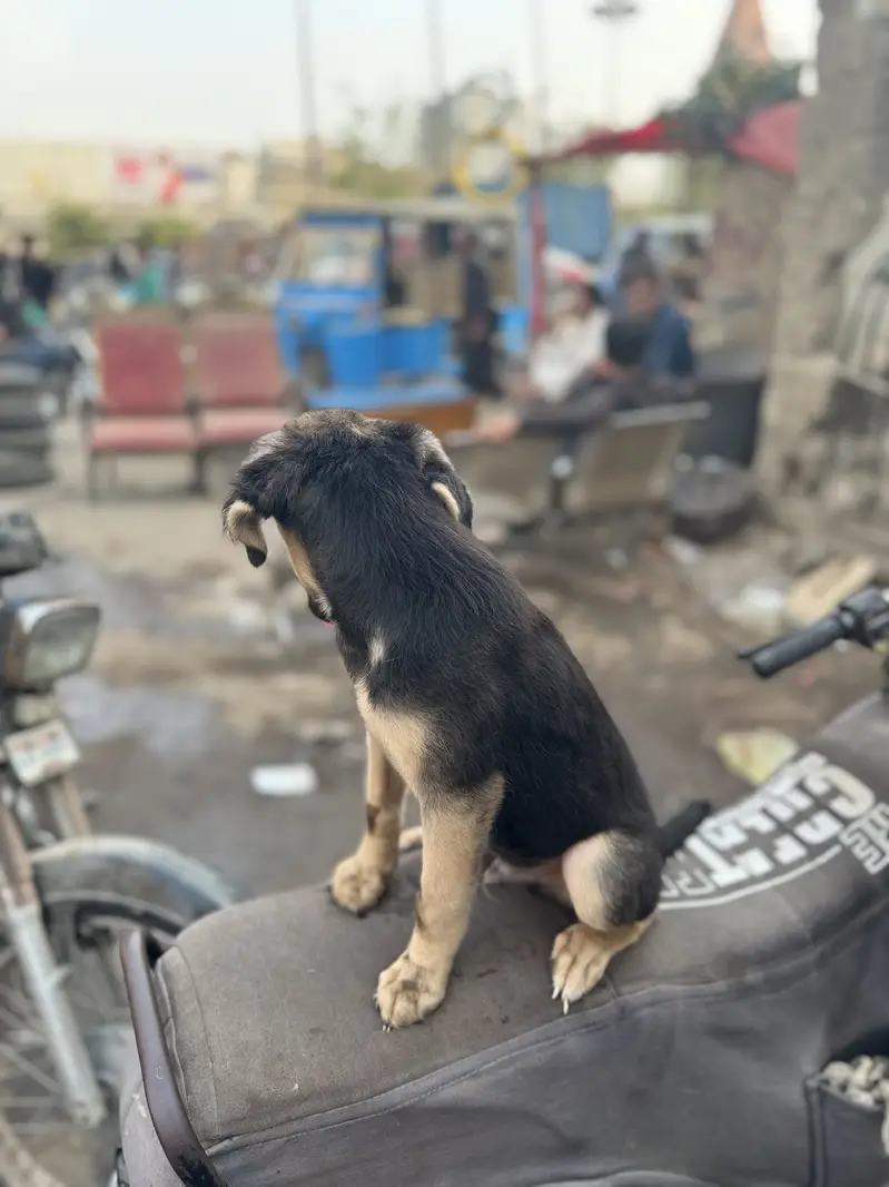 German Shepherd — photo 3