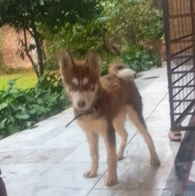 Husky Siberian male puppy wooly coat available