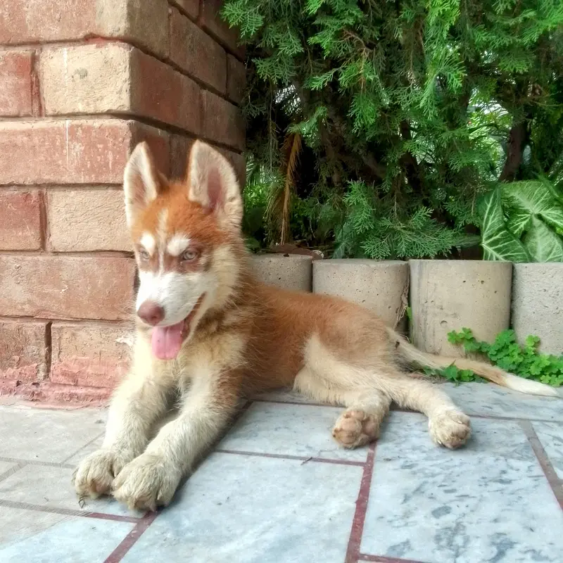 Husky Siberian male puppy wooly coat available — photo 2