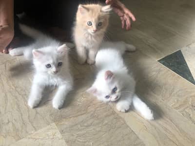 Persian kittens family 3 kids
