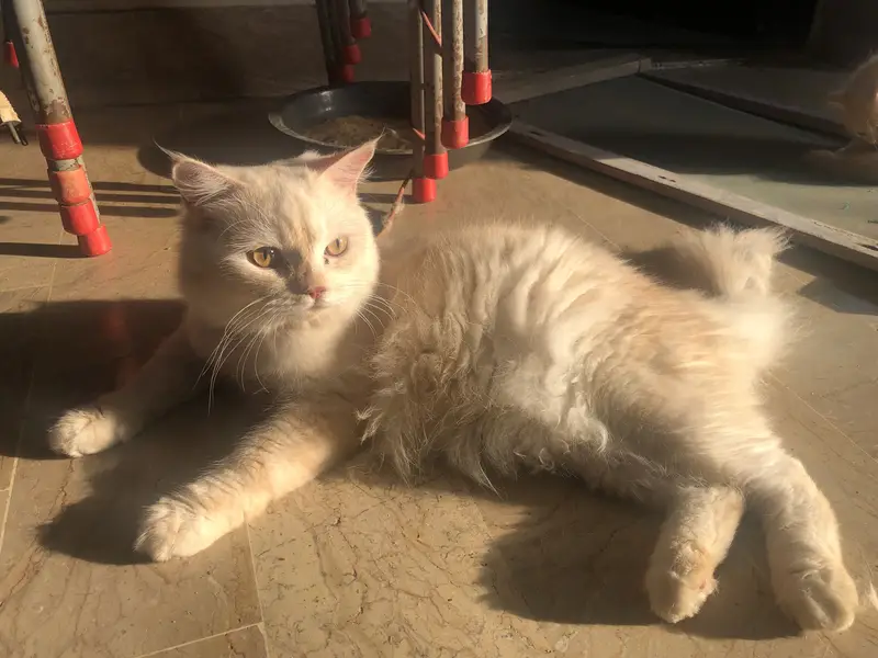 Persian kittens family 3 kids — photo 3