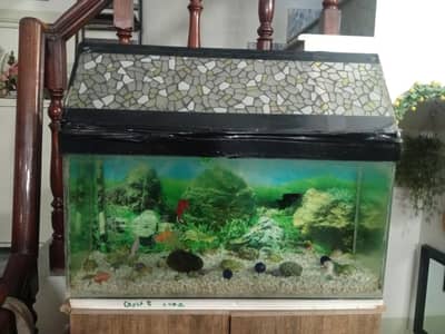 Fish Aquarium with all assescories n fish