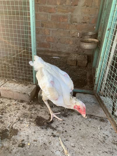Aseel Shamo Breeder Pair