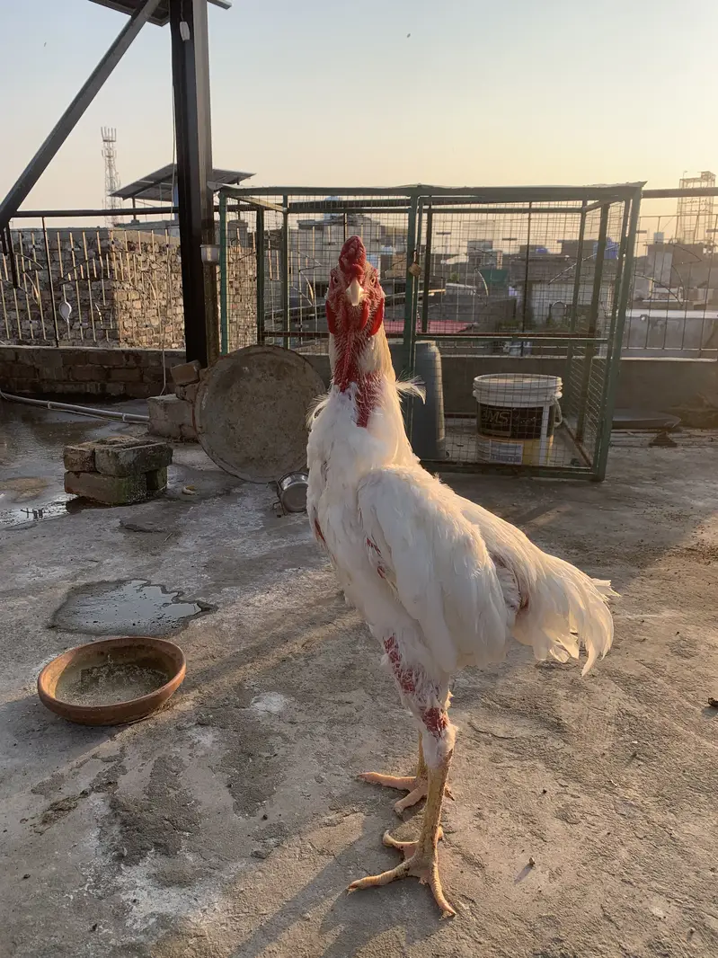 Aseel Shamo Breeder Pair — photo 2
