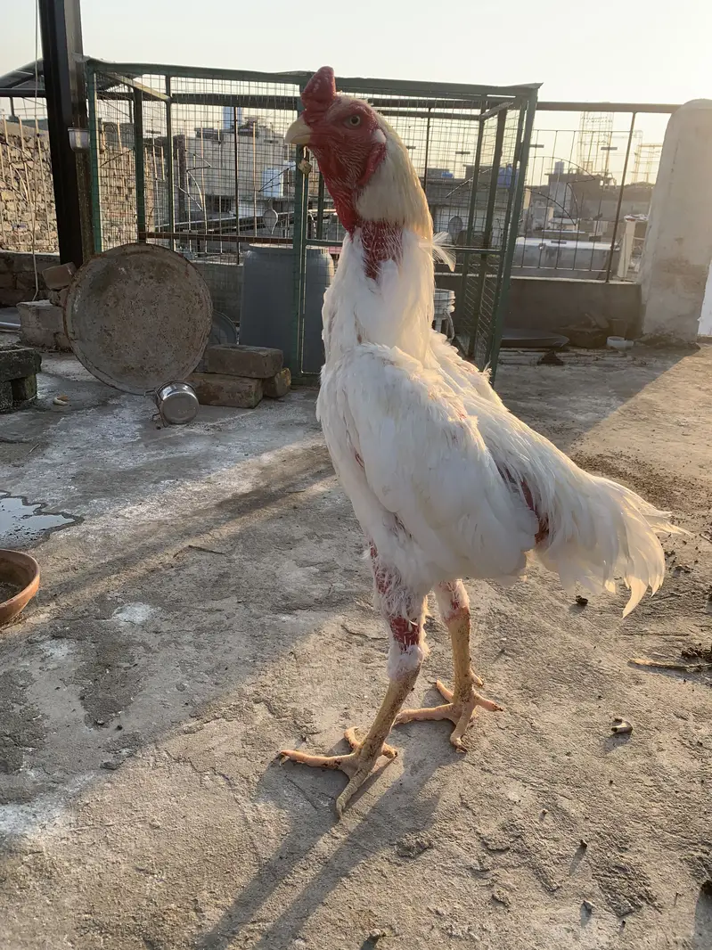 Aseel Shamo Breeder Pair — photo 3