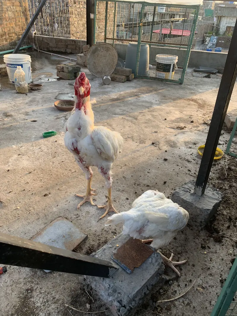 Aseel Shamo Breeder Pair — photo 4